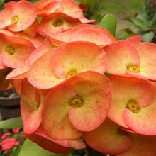 Light orange euphorbia flower seeds
