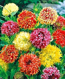 Wand Seeds for colorful blooms in the Balcony Pots & Garden