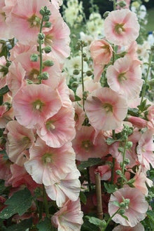 Hollyhock flower Seeds (Alcea rosea) for seasonal color across the vibrant floral borders