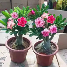 Spring Bonsai Ball Seeds for a lasting addition to the Yard Garden