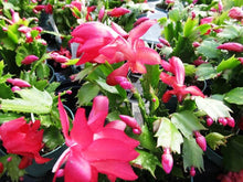 Schlumbergera Seeds for reliable seasonal color