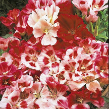 Godetia Rembrandt Seeds (Clarkia spp.) for colorful blooms in the Flower Bed & Garden
