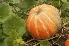 Howden Biggie Pumpkin Seeds (Cucurbita pepo) for a reliable harvest in the kitchen garden planting