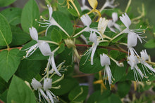 Lonicera Japonica Seeds for a colorful addition to any planting
