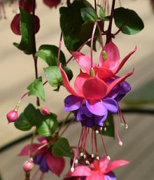 Fuchsia Fuchsia Hybrida Seeds for a bright addition to the Hanging Garden Pots