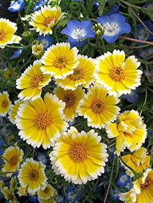 Tidy Tips Seeds (Layia platyglossa) for colorful blooms in the Flower Native Garden