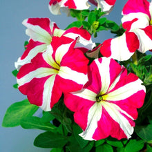 Petunia Petunia Hybrida Climbing Hybrid Seeds for climbing cover in the Hanging Pots