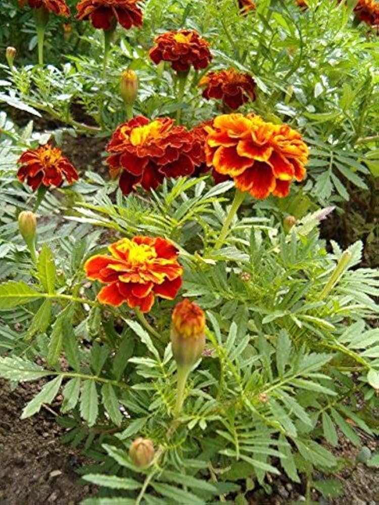French Calendula Calendula officinalis flower seeds for backyard garden planting - for planting in home garden