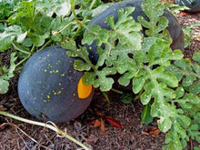 Moon and Stars Watermelon Seeds (Citrullus lanatus) for growers stocking the backyard fruit garden and heirloom watermelon growing
