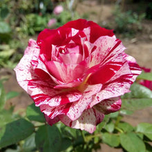 Rose Rosa Hybrida Rare Seeds grown for backyard Colorful Floral Displays