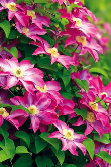 Clematis Seeds (Viticella trellis) for colorful blooms in the Clematis garden vertical space