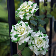 Rose Rosa Spp. Seeds for a bright addition to the Home Flower Bed