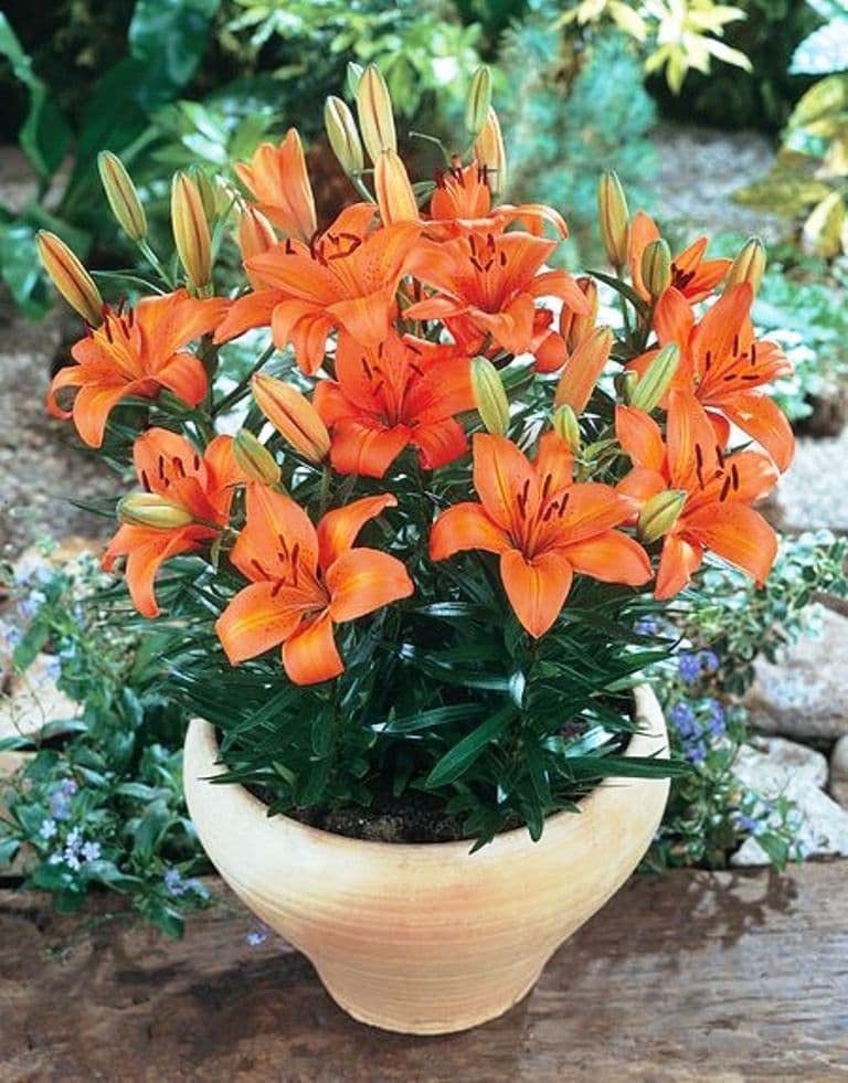 Orange lily flower seeds for DIY home garden planting