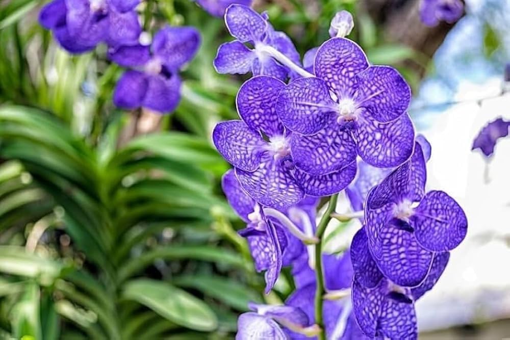 Rare Orchid Flower Seeds  Exotic Ornamental Plant Premium Quality Seeds