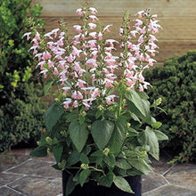 Salvia Nemorosa Summer Jewel Pink Seeds for a lasting display in the Cottage Garden Flower Pathways