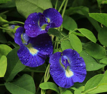 Clitoria Ternatea Seeds grown for beautiful Vines