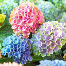 Hydrangea Hydrangea macrophylla flower seeds for planting in backyard gardening and decorative pots - for planting in home garden