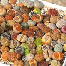 Lithops Villetii Deboeri C Rare Exotic Living Stones Seeds for reliable seasonal color