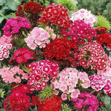 Rainbow Dianthus Barbatus Seeds (Dianthus barbatus) for a bright addition to the colorful garden and balcony planting