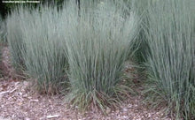 Little Bluestem Ornamental Grass Seeds for ground cover in the Garden Landscape