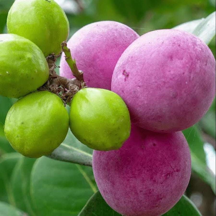 Chrysobalanus Icaco Fruit Seeds
