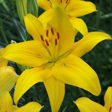 Lily Lilium Longiflorum Perfume Seeds for a lasting display in the Fragrant Backyard Pots