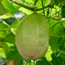 Giant Granadilla Seeds (Passiflora quadrangularis) for sweet homegrown fruit in the tropical garden and vine trellis planting