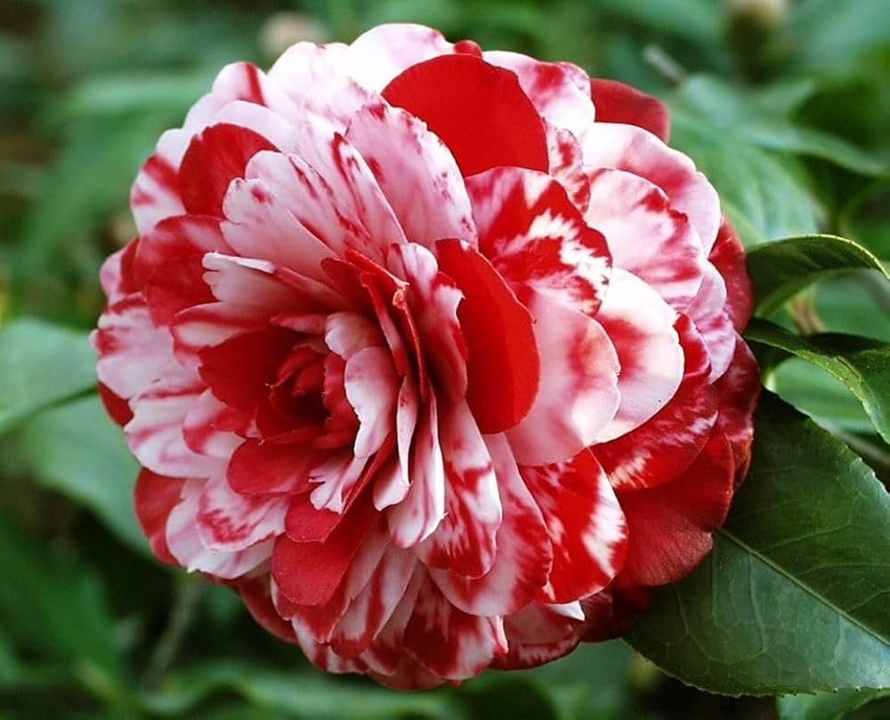 Red and white camellia flower seeds