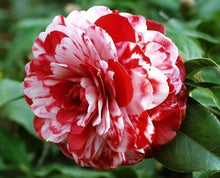 Red and white camellia flower seeds