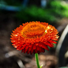 Plant Seeds (Helichrysum bracteatum) valued for long-Lasting, Colorful Blooms