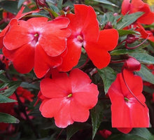Impatiens Impreza Cherry Splash Seeds for a homegrown harvest from the flower bed