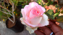 Pink Rose Rugosa Seeds for a lasting display in the Beautiful, Aromatic Garden Borders