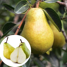 Bartlett Pear Seeds (Pyrus communis) for a homegrown harvest from the orchards and backyard edible gardens