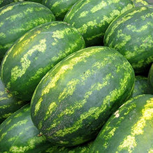 Giant Watermelon Seeds for home growers seeking a reliable harvest