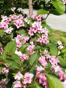 Altmodische Weigela Bush Seeds flowering shrub