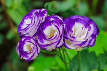 Lisianthus Eustoma Grandiflorum Seeds for a bright addition to the Home Cut Flower Beds