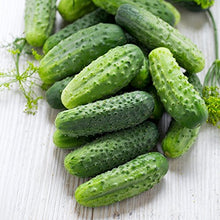 Wisconsin Pickling Cucumber Seeds for home growers seeking a reliable harvest