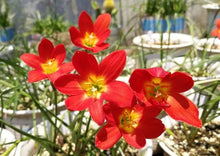 Zephyranthes Candida Bulbs for gardeners building out beds and borders
