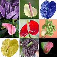 Anthurium Anthurium Andraeanu Balcony Plant Seeds for a bright addition to the Container Indoor Spaces