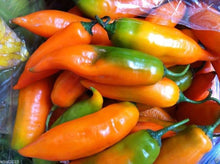 Gelb Salsa Chile Pepper Seeds (Capsicum annuum) valued by growers for culinary Planting