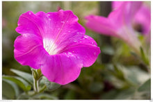 Shanin Violette Petunia Wildflower Purple-Pink Seeds for growers seeking a long-blooming display