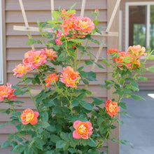 Rose Seeds for a bright addition to the Orange Garden
