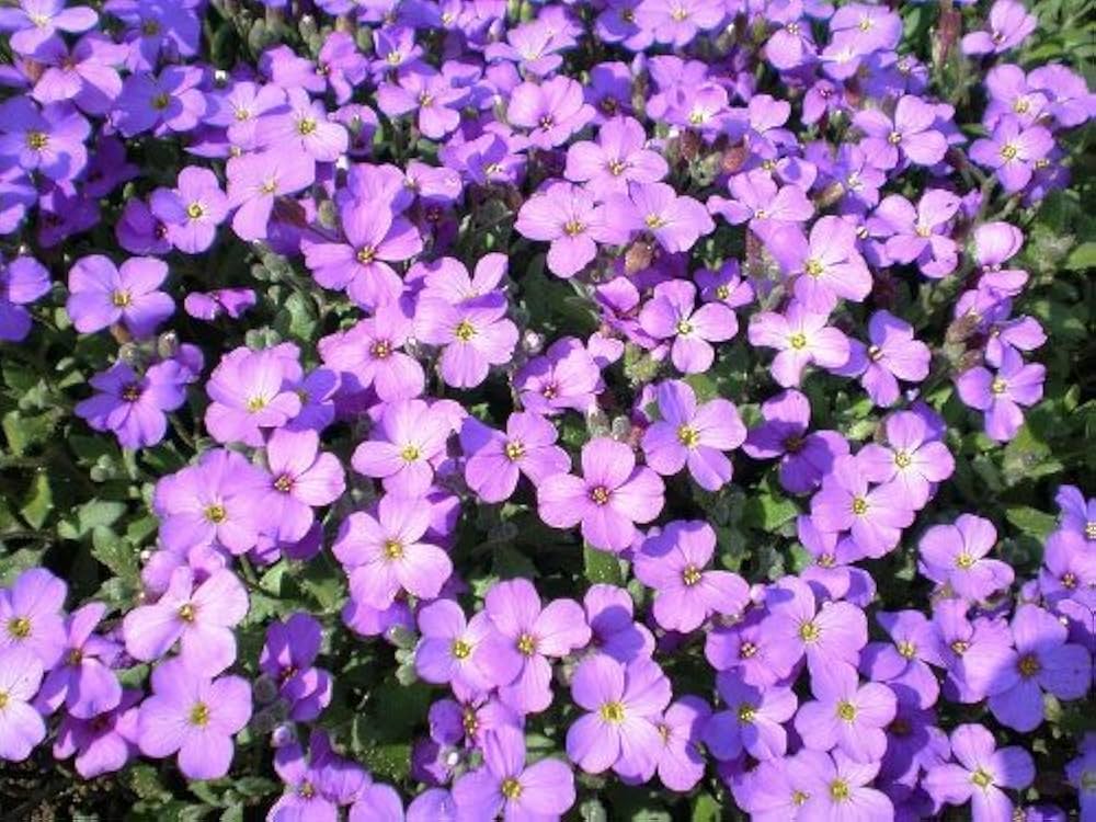 Dark blue rock cress flower seeds