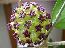 Hoya Hoya Carnosa Rare Flower Seeds for Planting – Ideal for Home Gardens and Indoor Pots
