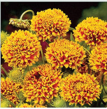 Ligularia Seeds (Ligularia spp.) for seasonal color across the shade gardens and perennial flower beds