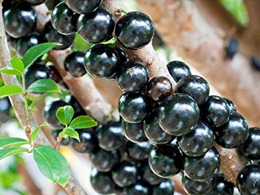 Brazilian grape Jabuticaba tree seeds for bonsai and fruit garden