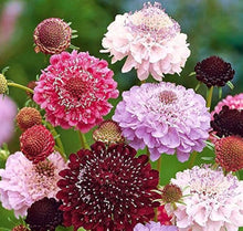 Pincushion Seeds (Scabiosa atropurpurea) for a lasting display in the home garden flower bed