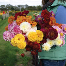 Chrysanthemum Chrysanthemum Morifolium Bonsai Seeds for growers establishing the Balcony Borders