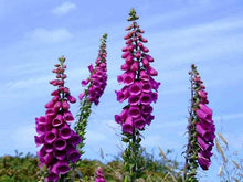 Digitalis Foxglove Flower Mix Seeds known for beautiful Foxglove Blooms