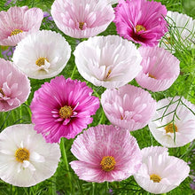 Sensation Pinkie Cosmos Drought Tolerant Annual Seeds for colorful blooms in the Soft, Pink Blooms in Your Garden